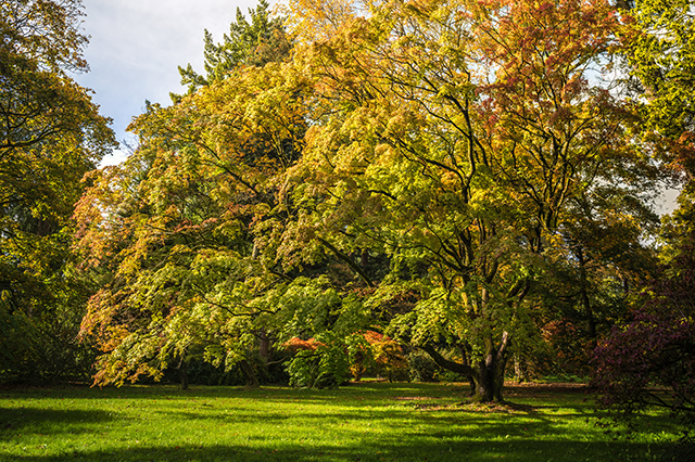 Westonbirt Arboretum